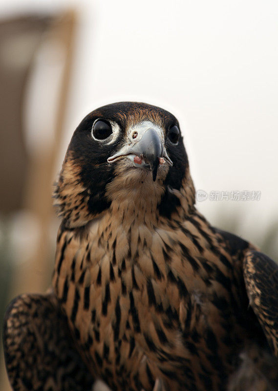 游隼(Falco peregrinus)在阿联酋沙漠狩猎